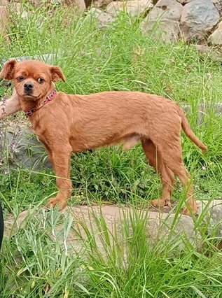 Charapo