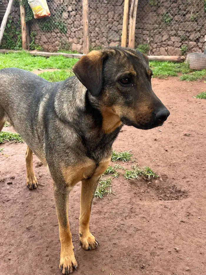 Chico
