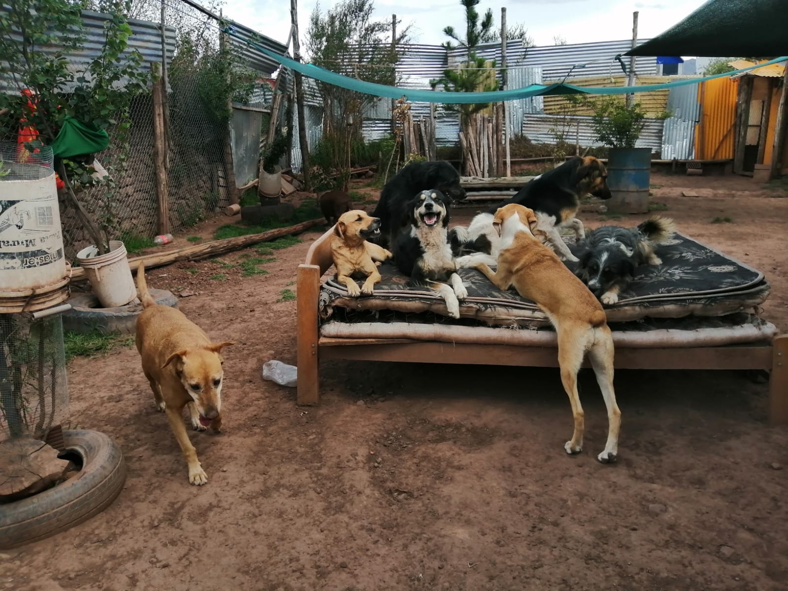 Perritos felices