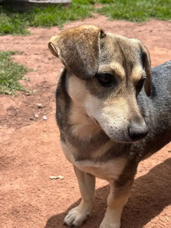 Pepito