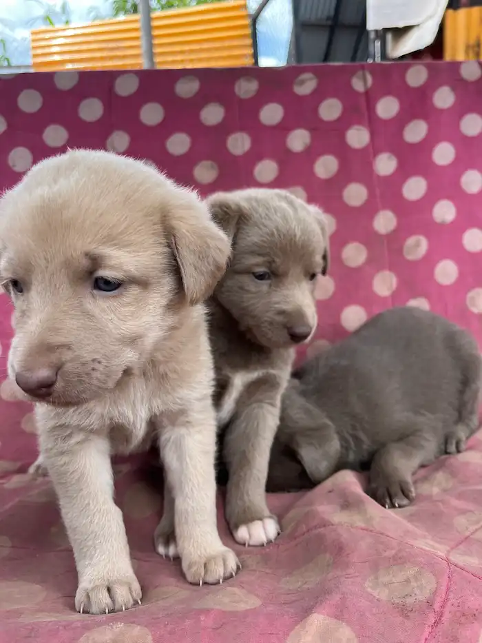 Cachorritos rescatados