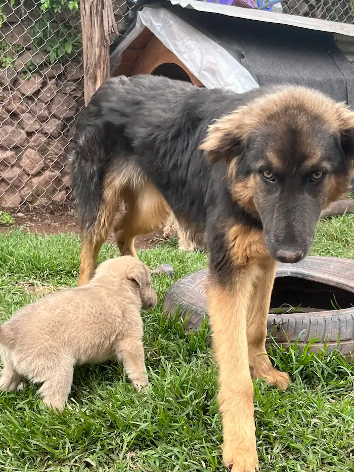 Tomasa junto a uno de los cachorritos rescatados