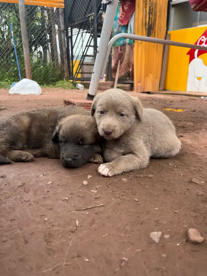 Cachorritos rescatados