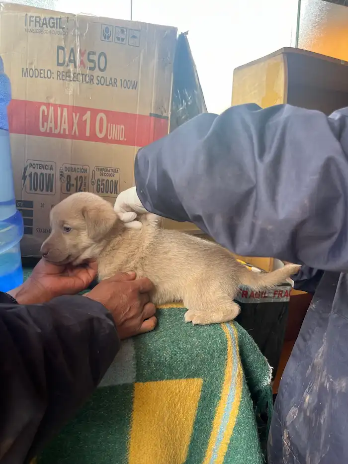 Cachorrito recibiendo vacuna