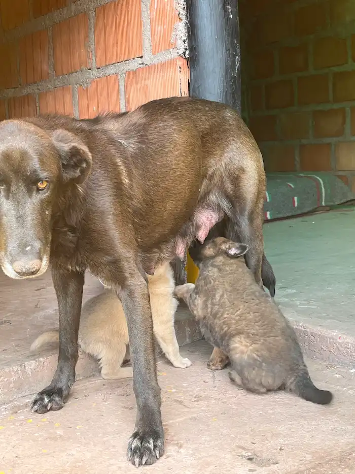 Mamá con sus cachorros