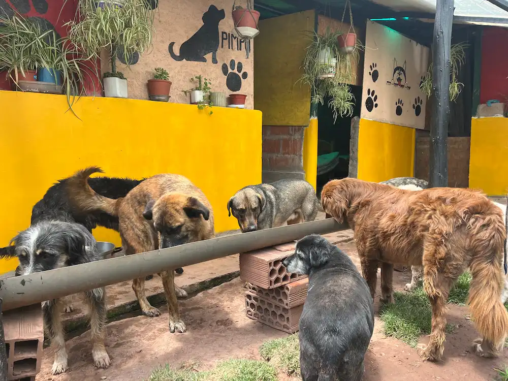 Perritos alimentandose