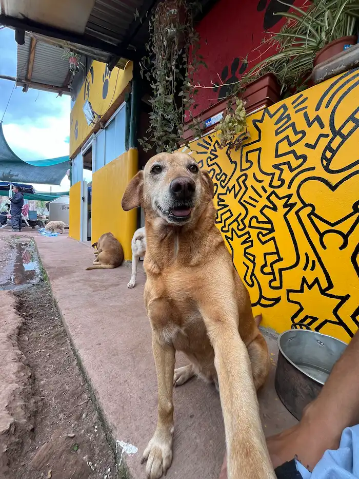 Bombon posando