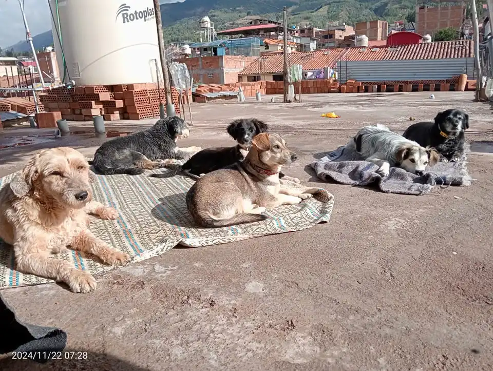 Perritos tomando el sol en la casa