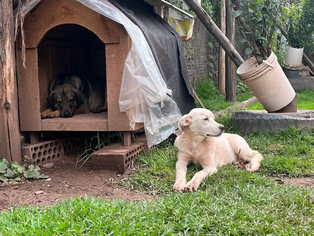 Arroz y Chico
