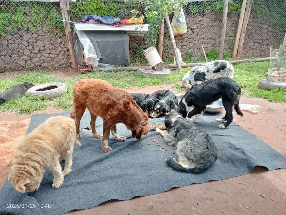 Perritos alimentandose