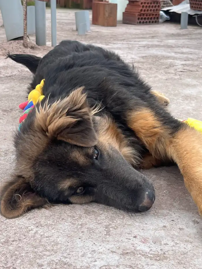 Tomasa descansando